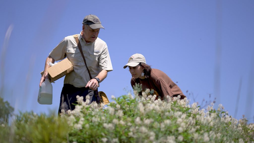 Hailey Baranowski ’24 (CAHNR/CLAS) and David Wagner, an entomologist and professor of ecology and evolutionary biology at UConn out in the field studying bumble bees.