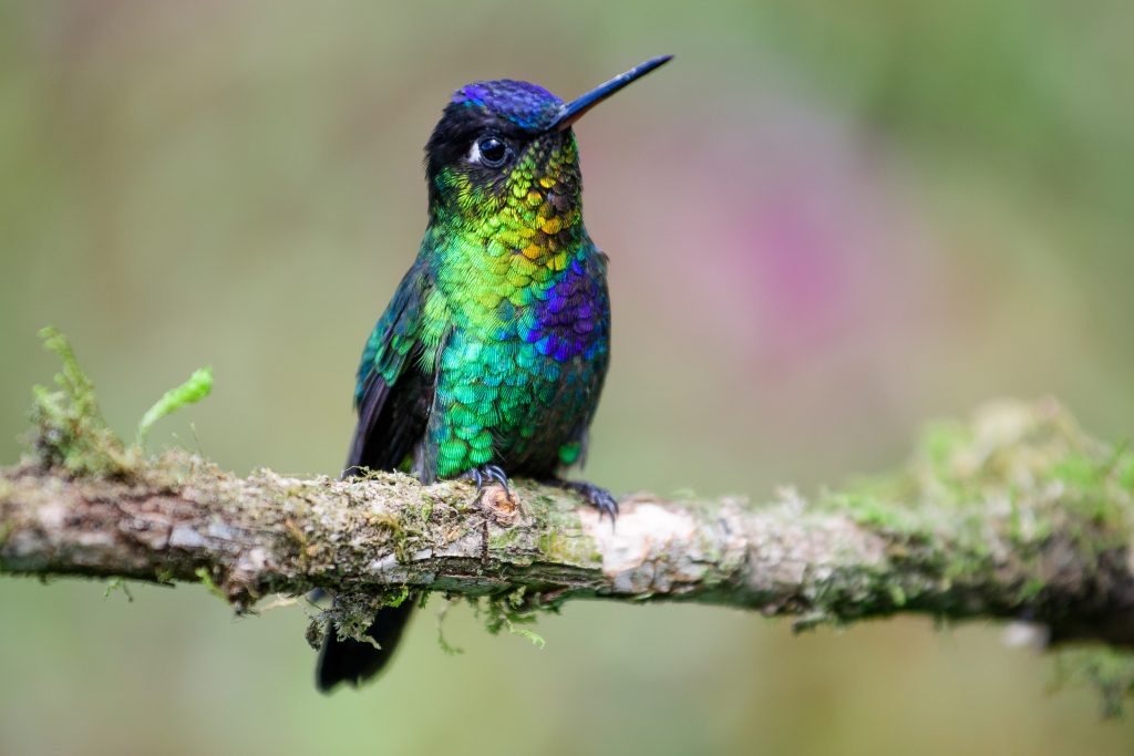 Fiery throated hummingbird resting on a branch.