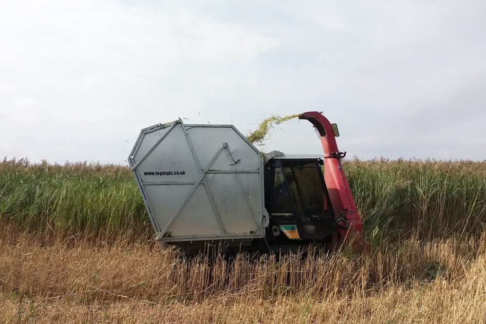 Equipment harvesting the invasive plants.