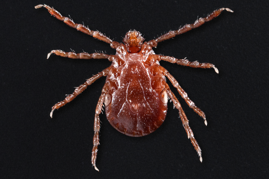 Asian longhorned tick