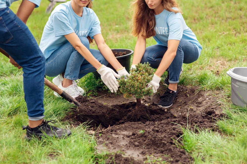 Students planting a tree