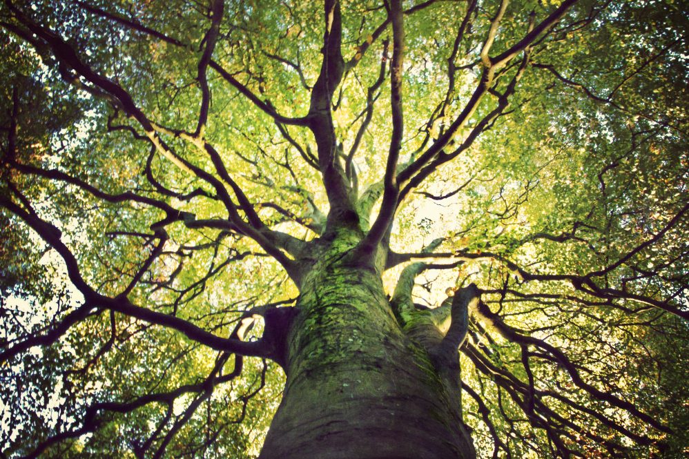 View looking up into lush green branches of large tree.