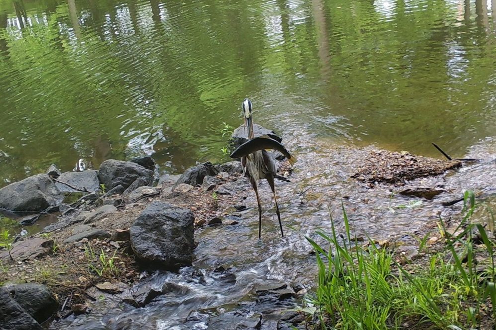 A great blue heron predating on a brown trout at a cold-water thermal refuge.