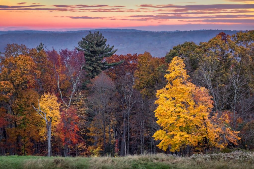 Trees in autumn