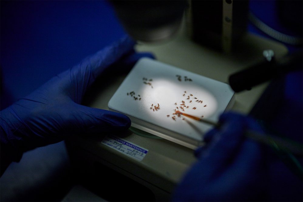 Students, such as senior Michael Degloria, study fruit flies in this class to determine whether diet can help animals recover from concussions.