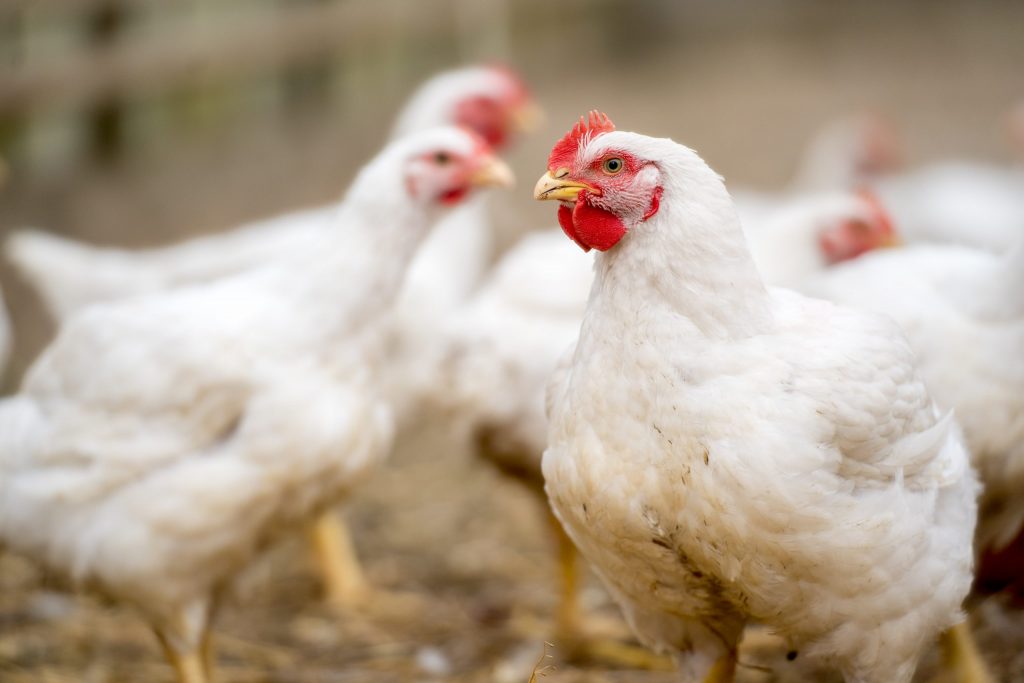 Group of white free range chickens.