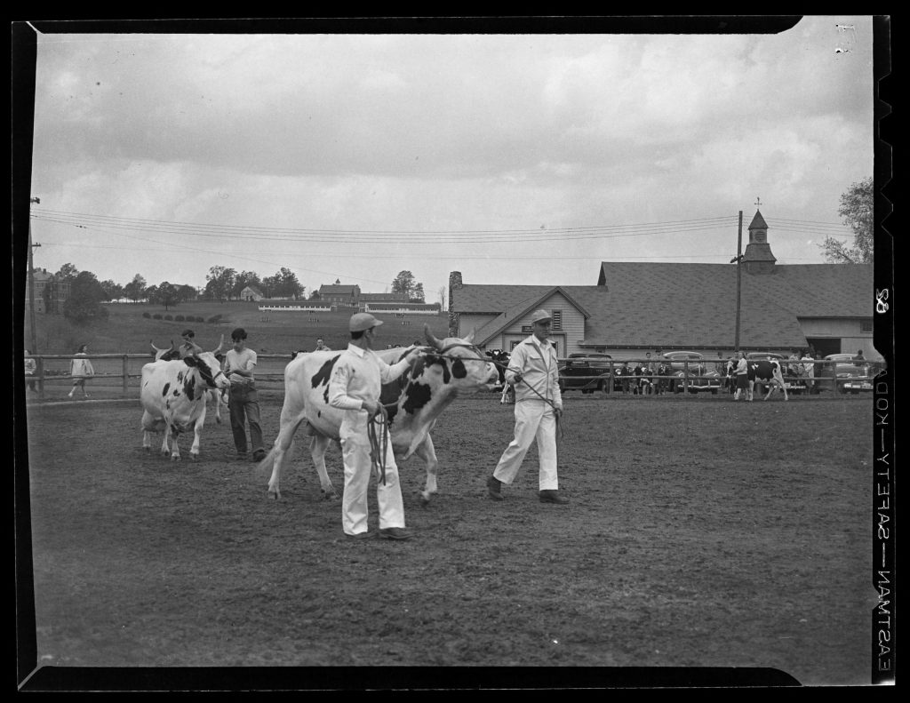 An archival photo from 1945 showing cows at an agriculture show at UConn.