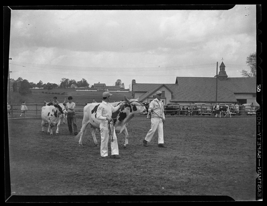 An archival photo from 1945 showing cows at an agriculture show at UConn.