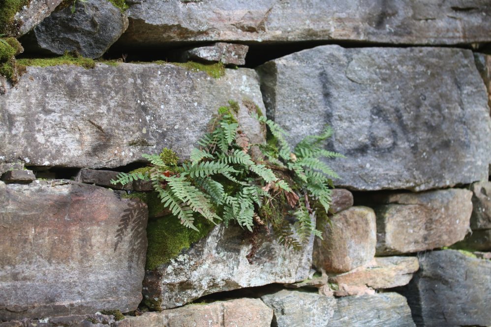 Reichgelt spotted this rock polygpody fern in Gay City State Park in Connecticut where a deciduous hardwood forest has overgrown the old waterworks. He says as evident from the graffiti, there's still quite a bit of human disturbance there, but the rock polypody seems to be ok with that, as long as it has the cover of the forest canopy.