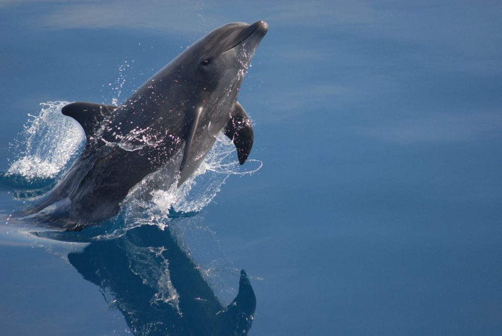 Bottlenose dolphin