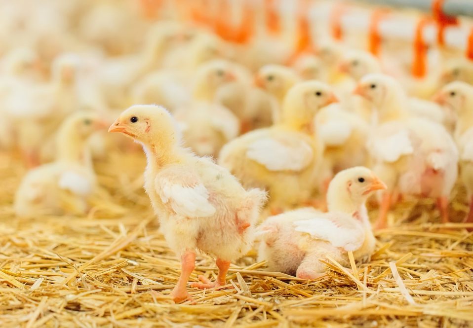 Young chickens just after hatching.