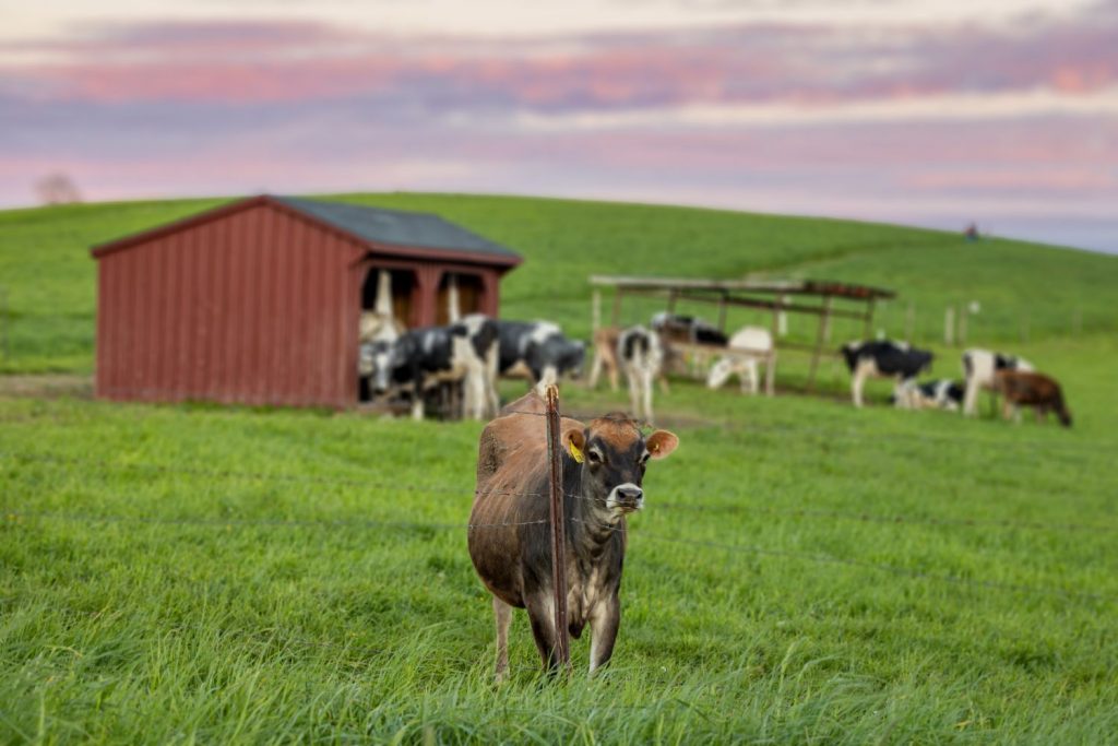 Cows on Horsebarn Hill