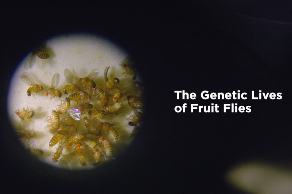 Microscopic view of fruit flies with the title of the video "The Genetic lives of Fruit Flies"