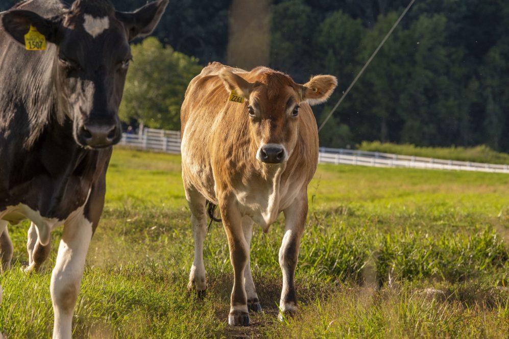 Two cows on a grassy meadow