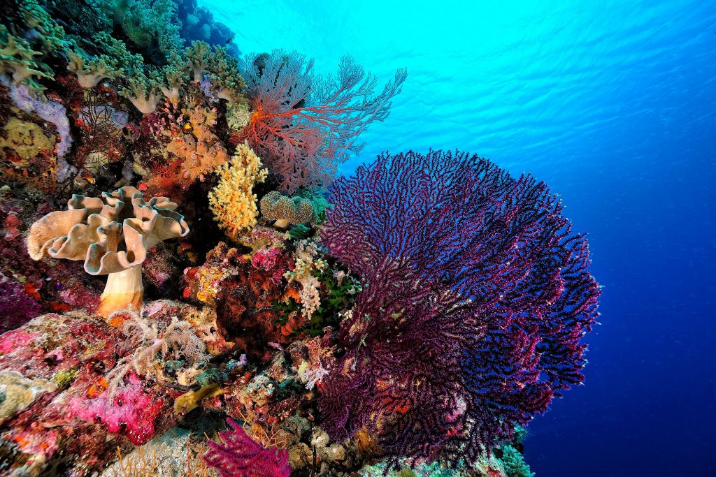 A beautiful picture of an healty coral reef