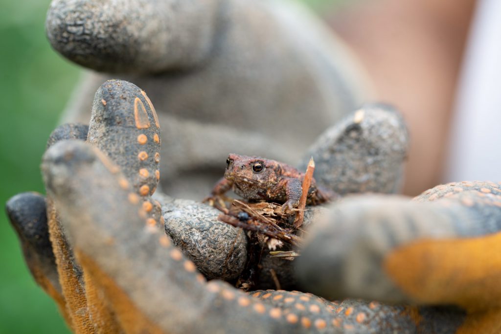 little toad between hands