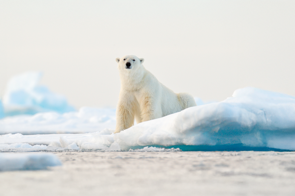 polar bear on melting ice