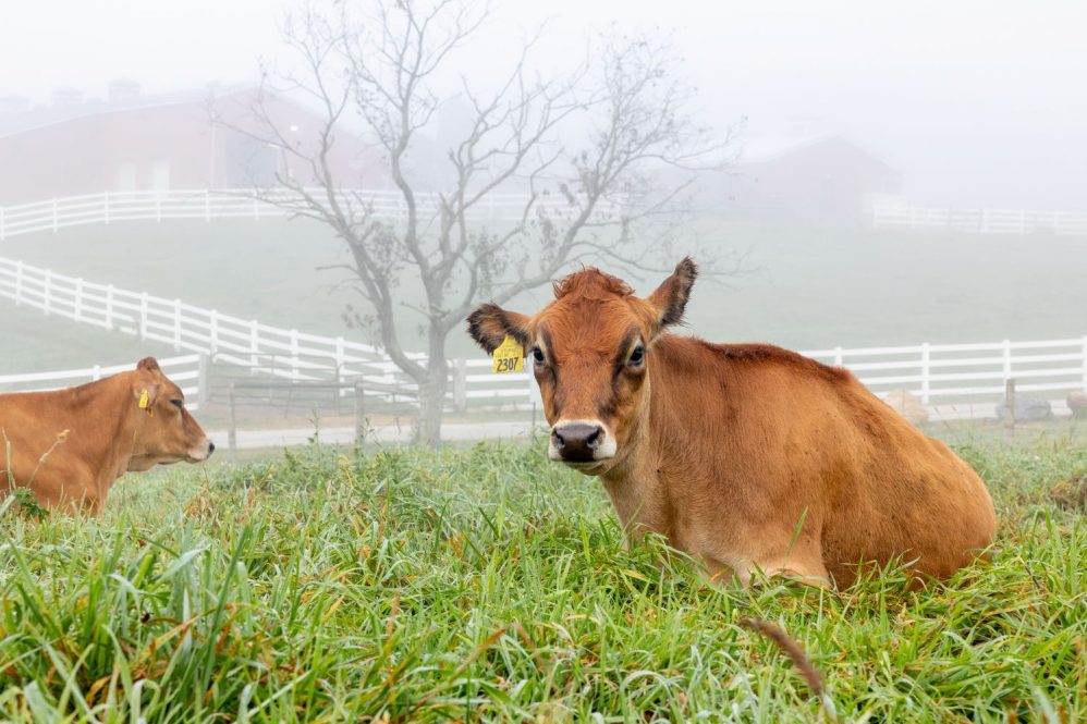 UConn cows on Horsebarn Hill