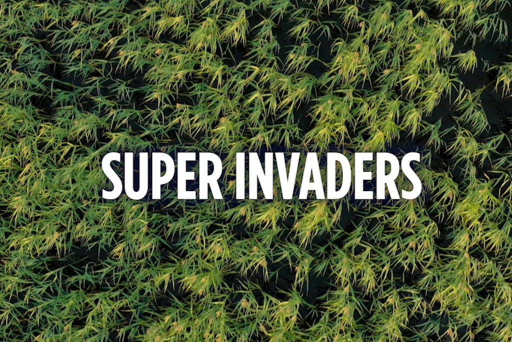 Grass with the word "super invaders" layered over it